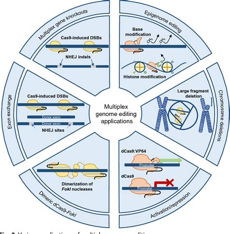 Figure 2 From CRISPR Cas9 Enabled Multiplex Genome Editing And Its