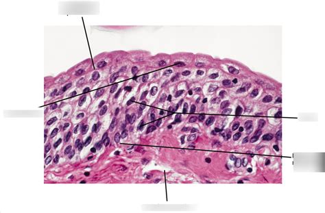 Exam 3 Histology Urinary Bladder Cross Section Diagram Quizlet