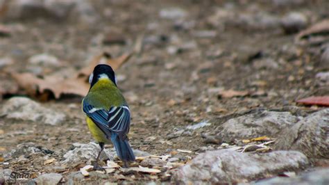 Büyük Baştankara Great Tit Parus Major Ömer Kaya Flickr