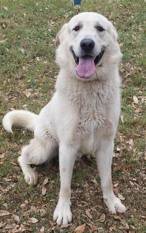 Great Pyrenees German Shepherd Mix