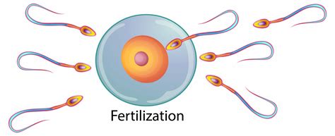 Azoospermia and IVF: Overcoming Male Infertility Challenges