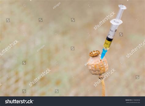 Drug Opium Poppy Inside Syringe Deadly Stock Photo 613669658 Shutterstock