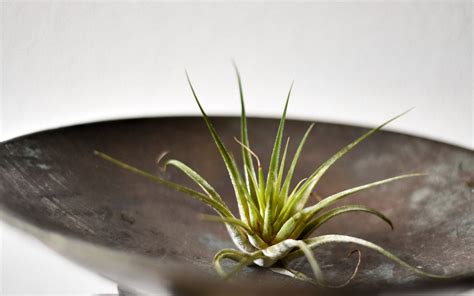 Air Plants