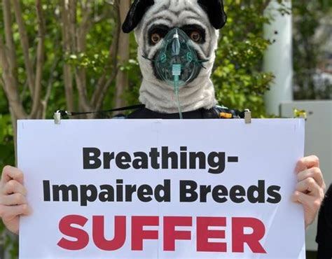 Deliberately Deformed Dog Breeds Suffer Multiple Health Conditions – PETA Calls For Banning Such ...