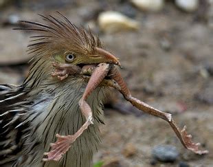 anu branco Guira guira WikiAves A Enciclopédia das Aves do Brasil