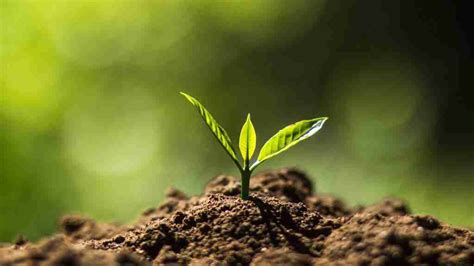 Gli Orizzonti Del Suolo In Natura