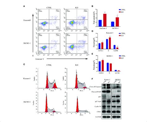 Apoptosis And Cell Cycle Analysis In Aml Cell Lines A B The Flow