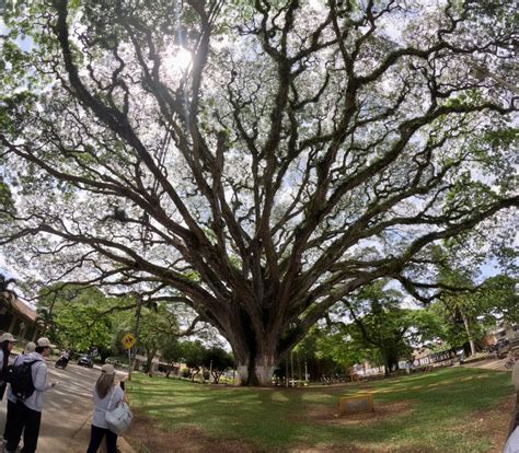 Fontur Colombia on Twitter Los jóvenes visitan el Gran Samán árbol