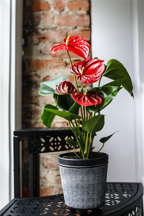 The 6 Biggest Anthurium Care Mistakes And How To Avoid Them