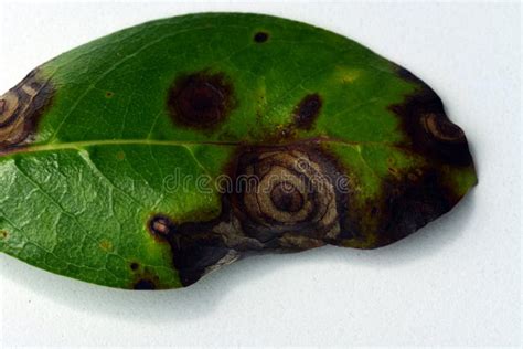 Macro of a Leaf Affected by Blight Disease, Which is Caused by ...