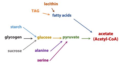 Examples Of Anabolic Pathways