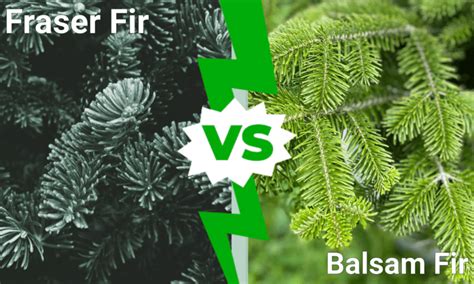 Fraser Fir vs Balsam Fir: 5 Key Differences - W3schools