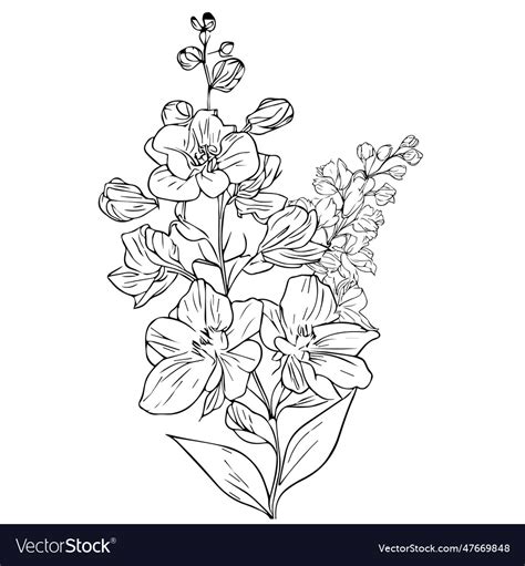 Scientific Larkspur Botanical Royalty Free Vector Image