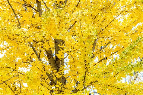 Ginkgo Biloba Tree Care And Growing Guide