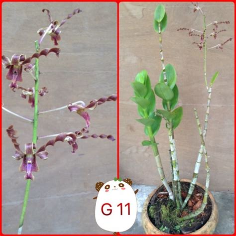 G11 โดยร้านคุณแอ๋ว จ.ชุมพร รหัสสินค้า 253991