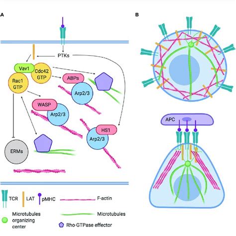 Signaling Pathways Linked To Cytoskeleton Rearrangement And Their