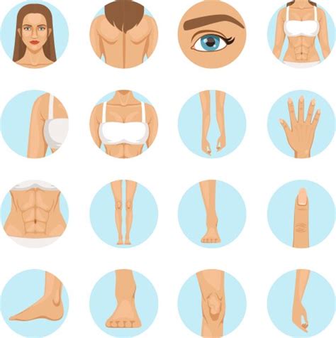 Body Parts Cartoon Vector Images Over