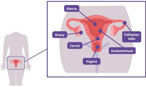 Anatomy of Uterus - Quterus