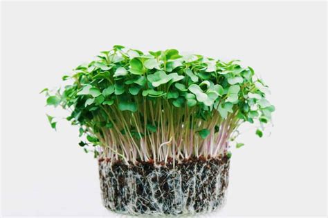 Trendy Crops To Grow Pure Greens Container Farms