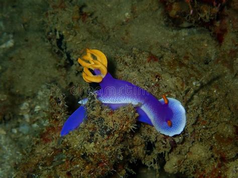 El Apolegma Hermoso De Hypselodoris Del Nudibranch Durante Una