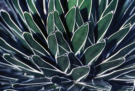 Cacti and Succulents 11 Free Photo Download | FreeImages