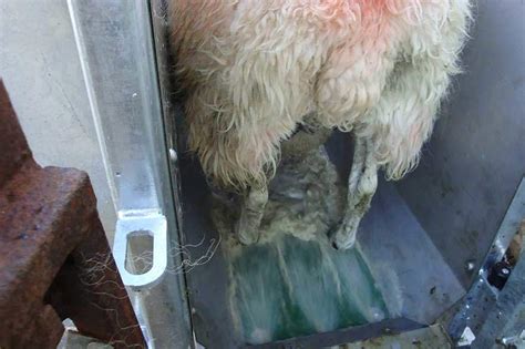 Hydro Flush Sheep Footbath Cowcare Systems