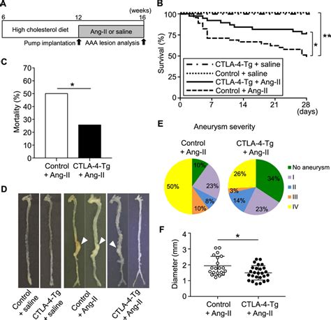 Overexpression Of Cytotoxic T Lymphocyte Associated Antigen 4 CTLA 4