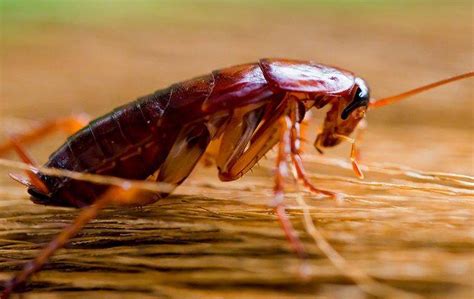 Does Your Boise Restaurant Struggle With Roaches