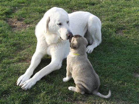 Asalet Anatolian Shepherd Dogs Home of the Turkish Kangal: Asalet Anatolian Shepherd Dogs ...