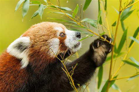 Panda Vermelho Caracter Sticas E Curiosidades Prepara Enem