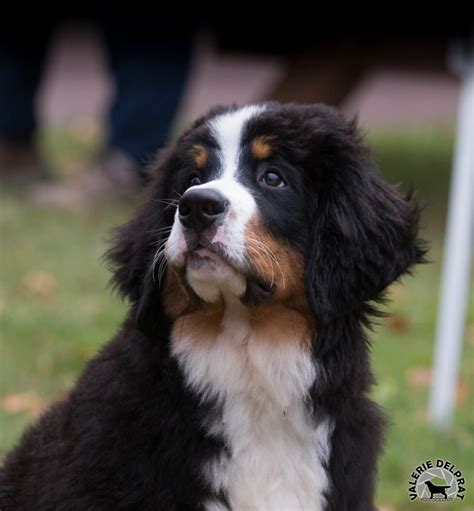 Accueil Elevage Pixels Eleveur De Chiens Bouvier Bernois