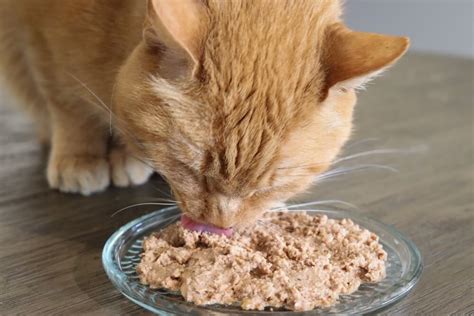 Wet vs. Dry Cat Food: What's Better for Cats? - Cats.com