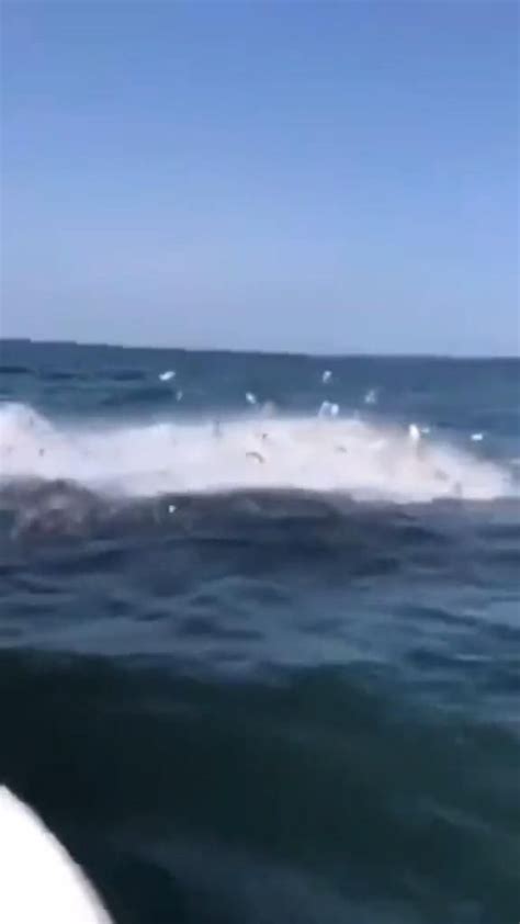 The Scary Sound of Whales