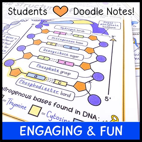 Review The Structure of DNA Ade | PDF - Worksheets Library