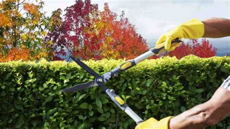 Evitez de tailler ces végétaux du jardin en automne