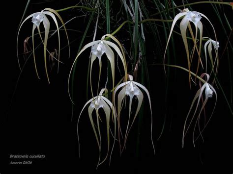 Brassavola Cucullata Rare Orchids Orchids Exotic Orchids