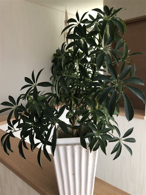 Hawaiian Schefflera | Schefflera, Plant pests, Cool plants