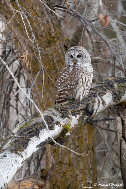 Marcel Huijser Photography Barred Owl Strix Varia In Tree Montana USA