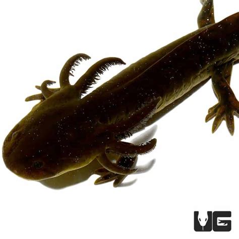 water dogs  sale underground reptiles