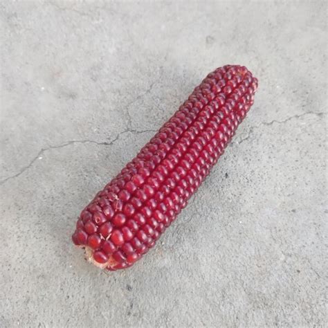 Black Aztec Corn Zea Mais Seeds