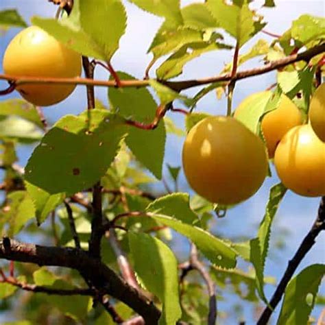 Купить саженцы Слива Уссурийская в питомнике. Описание сорта ...