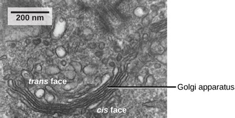 22 Cell Structures And Organelles Nscc Human Biology