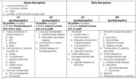 Adrenergic receptors – Artofit