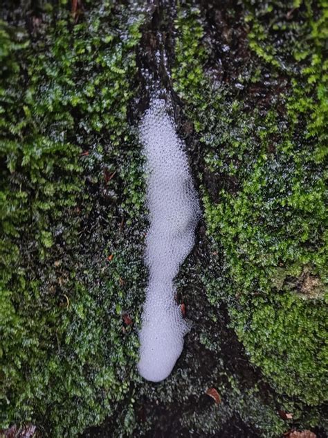 Once Denied Federal Protection, the Snail Darter Fish Is No Longer