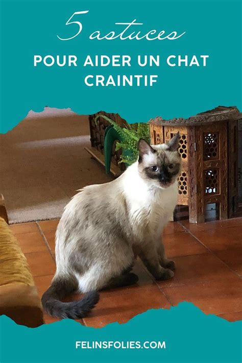 Choisir Un Catsitter Professionnel Et Pourquoi Pas Artofit