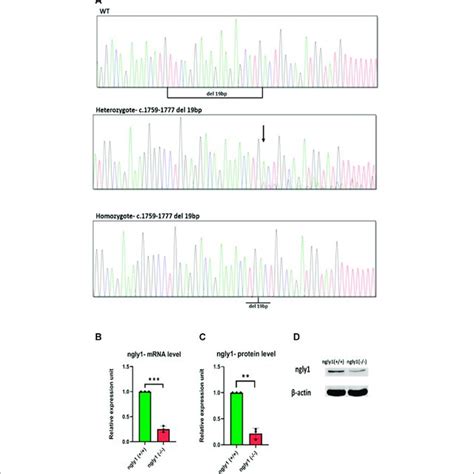 Ngly1 Protein Levels Are Reduced In Patients With Ngly1 Deficiency