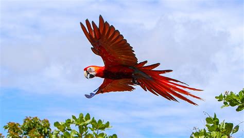 Liberadas Ocho Nuevas Guacamayas En El Parque Arqueológico De Copán Secretaría De Turismo