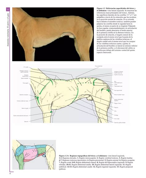 Atlas En Color De Anatomia Veterinaria El Perro Y Del Gato