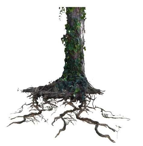 Tree Trunk Png Images Transparent Free Download