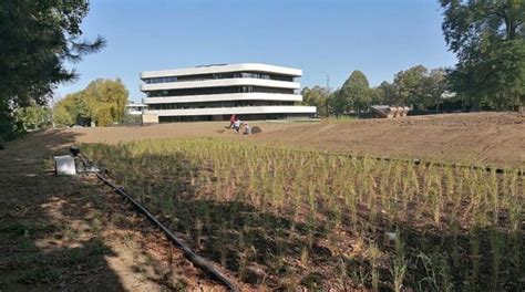 Beluchte Rietvelden Zuiveren Afvalwater Van Duizenden Studenten